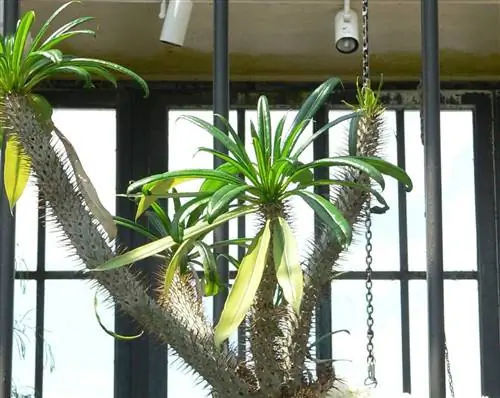 Pachypodium geayi: характеристики и основные уходы за ним