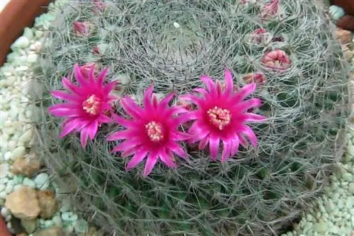 Mammillaria hahniana широко известна как Biznaga vieja de la Sierra de Jalpan.