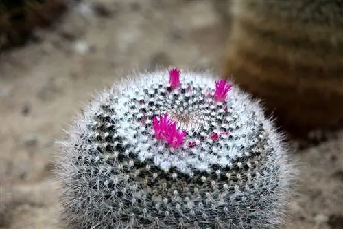 Mammillaria hahniana родом из Мексики.