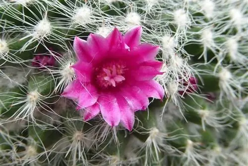 Mammillaria hahniana имеет пурпурные цветки.