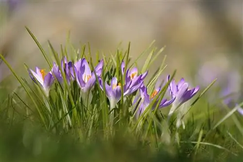 Crocus tommasinianus - луковичное и многолетнее растение.