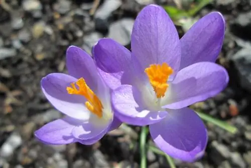 Crocus tommasinianus имеет сиреневые цветы.