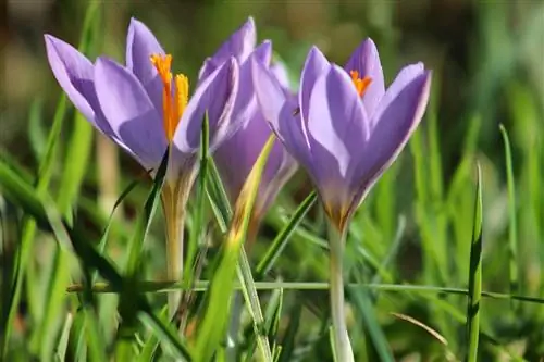 Crocus tommasinianus также известен как ранний шафран или ложный шафран.