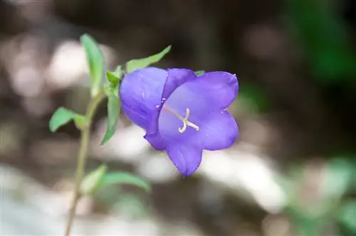 Среда Campanula относится к семейству Campanulaceae. Среда Campanula относится к семейству Campanulaceae.