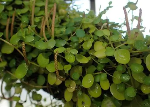 Peperomia_rotundifolia очень похожи