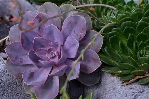 Echeveria gibbiflora: все, что вам нужно знать об этом суккуленте