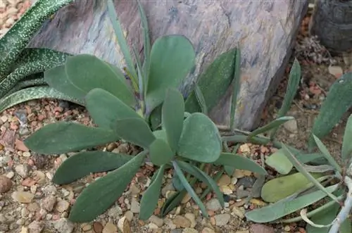 Senecio crassissimus Senecio crassissimus