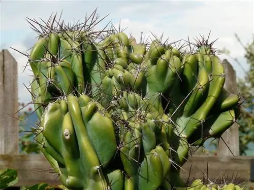Cereus repandus: все, что вам нужно знать об этом кактусе