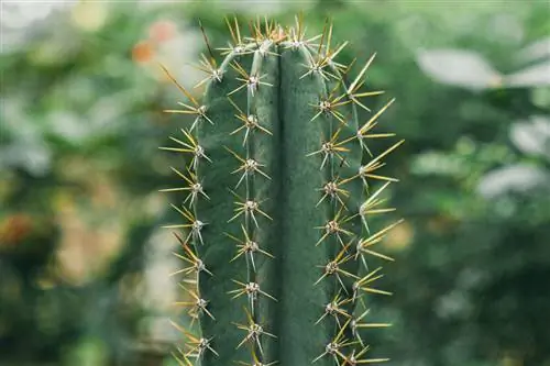 Pilosocereus pachycladus - кактус Pilosocereus pachycladus - кактус