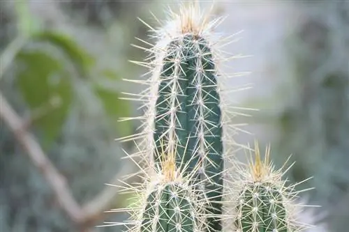 Pilosocereus pachycladus родом из Бразилии. Pilosocereus pachycladus родом из Бразилии.