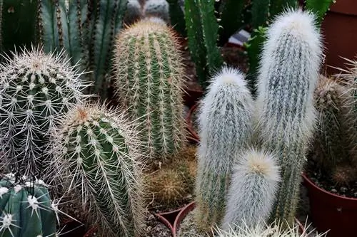 Уход за Pilosocereus pachycladus очень прост. Уход за Pilosocereus pachycladus очень прост.