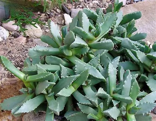 Сорт_Carruanthus_ringens