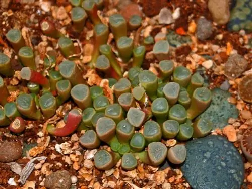 Aizoaceae: знать род косточковых растений и уход за ними