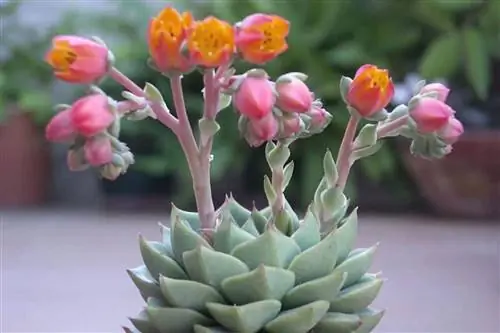 Эхеверия Фабиола Фуэнте_Суккулент Аллея