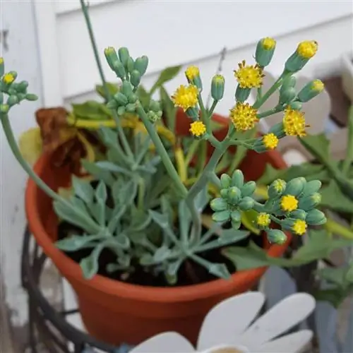 Senecio kleiniiformis Source_GardenTags