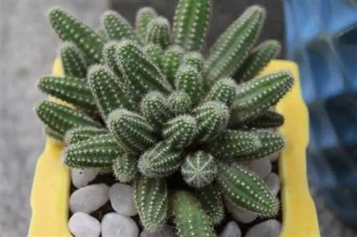 арахисовый кактус