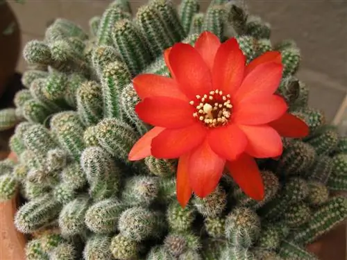 Все, что вам нужно знать об Echinopsis chamaecereus