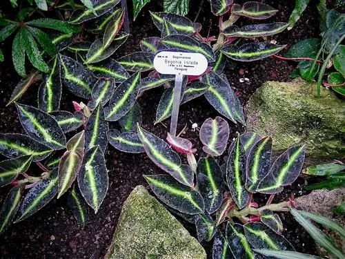 полосатая бегония