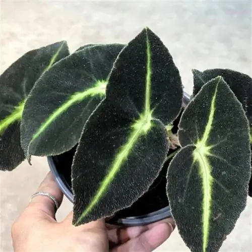 Деталь волосатости на листьях Source_MyHomeNature