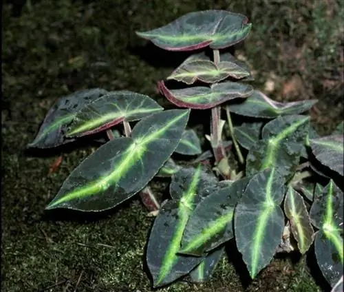 деталь листов Fuente_Pl@nNet