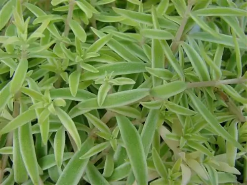 тонкие листья сочные