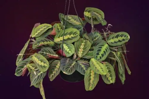 Молитвенное растение Маранта