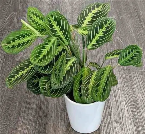 Уход за растением-молитвой Source_ Eco Magic Garden