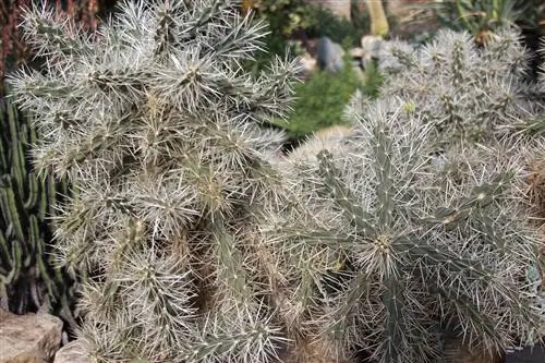 Cylindropuntia считается инвазивным родом в Испании.