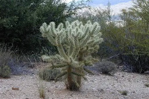 Витая опунция (Cylindropuntia)