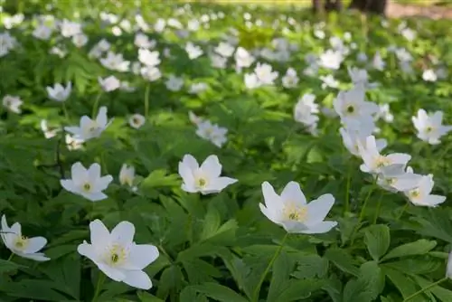 Anemone nemorosa - травянистое растение.