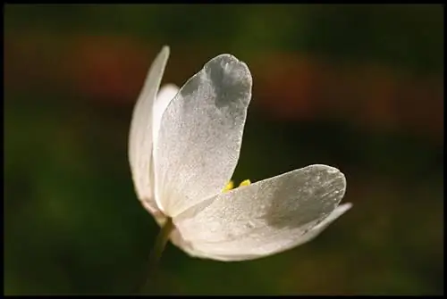 Anemone nemorosa находится в подлеске