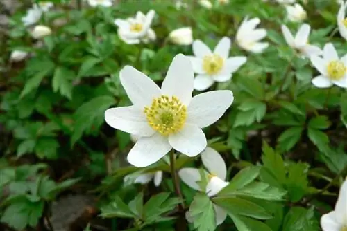 Цветки Anemone nemorosa обычно белые.