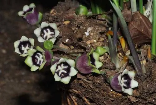 aspidistra-flowers Source_Garden Guide