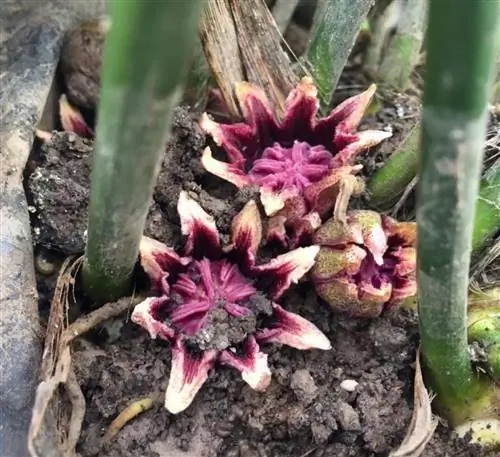 Цветок аспидистры Source_Vivero Lahuan