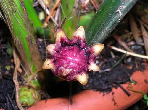 цветение Source_Recregarden