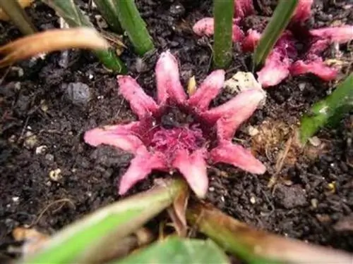 Как цветет аспидистра, когда цветет и как ее получить