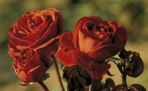 розово-коричневая бархатная роза