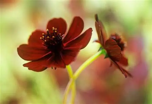 Cosmos atrosanguineus chocamocha Source_Gardens Illustrated