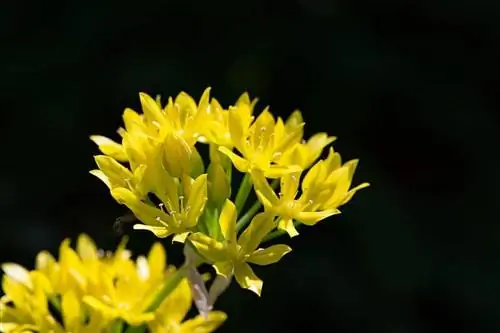 декоративный чеснок