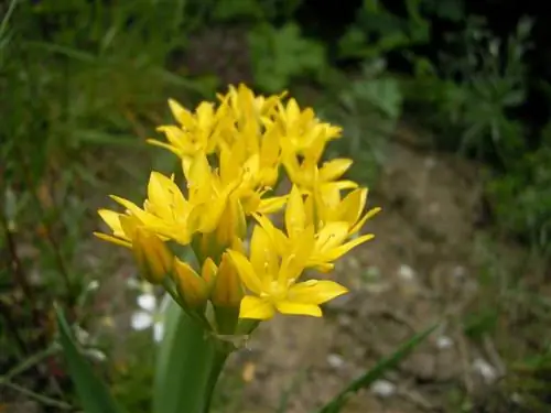 Во Франции это растение чеснока охраняется