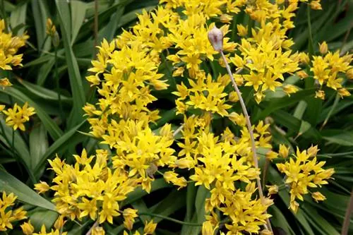 Декоративное желтое цветущее растение чеснока