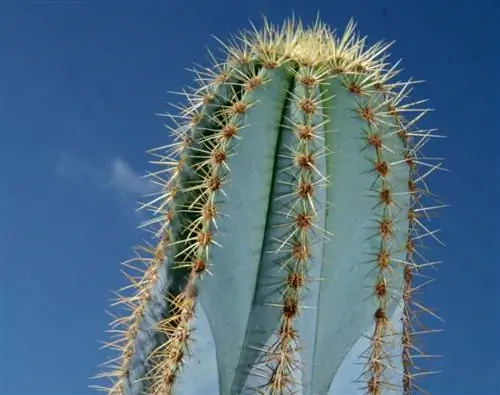 кактус детали