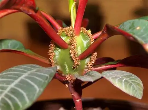 Сочные детали Мадагаскара