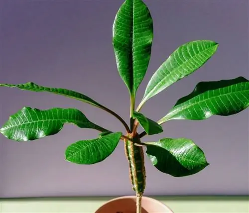 Мадагаскарский суккулент