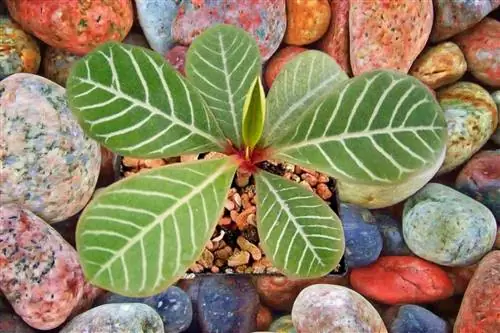 Euphorbia leuconeura: основные характеристики и уход