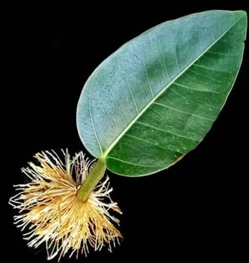 лист с корнями Source_YouTube Выращивание пошагово