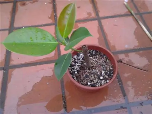 резка торчащая Fuente_Pinterest