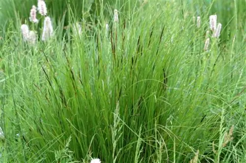 Сеслерия осенняя