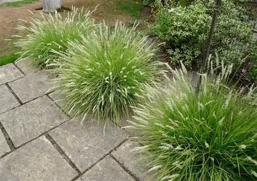 Сеслерия осенняя Источник_любитель-растениевод