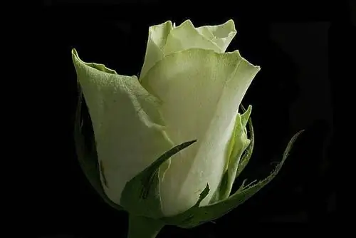 зеленоватый кокон